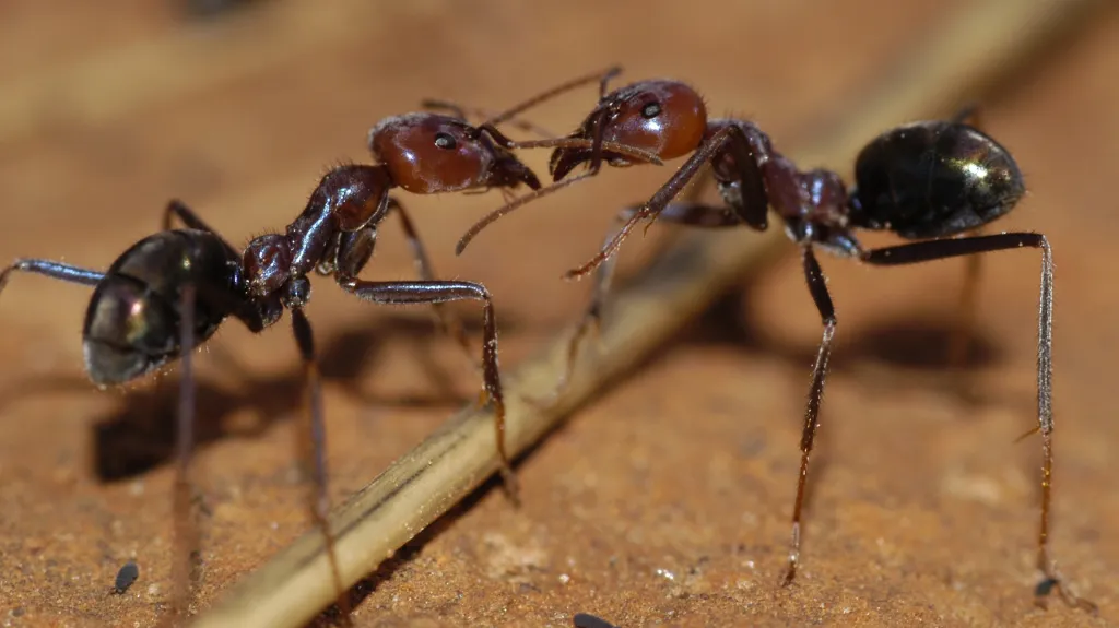 Boj dvou mravenců