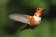 Kolibříci létají ke květinám v konkrétním číselném pořadí, tvrdí studie