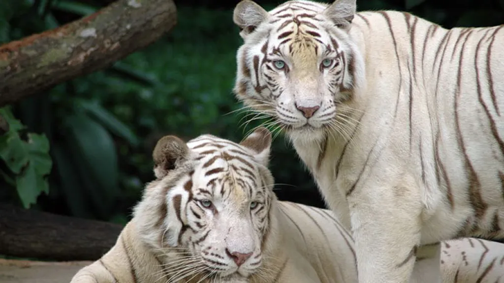Párek bílých tygrů