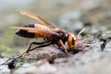 Do Evropy poprvé pronikl invazní druh obrovských sršní