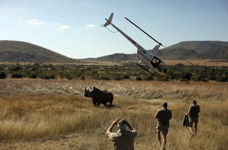 Pytláctví dloudobě ohrožuje nosorožce v přírodní rezervaci Pilanesberg Game Reserve v Jihoafrické republice. Ochránci přírody mohou nově využívat k potlačení nedovoleného lovu malý vrtulník, který je schopen se rychle dostat na místo incidentu