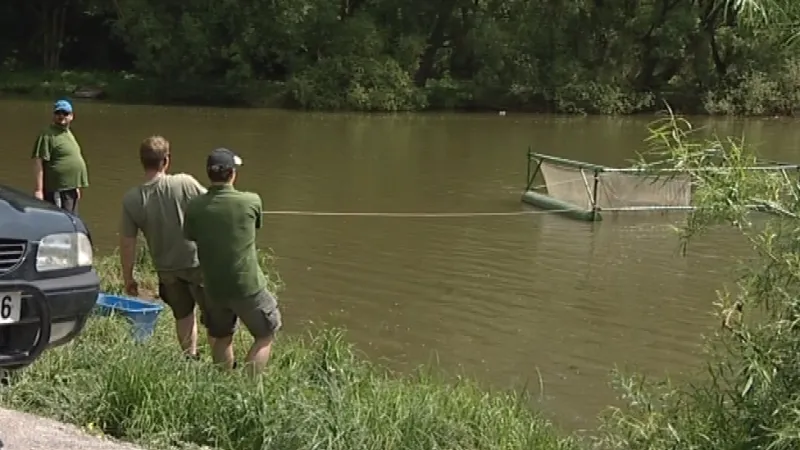 Odlov cejnů z Brněnské přehrady