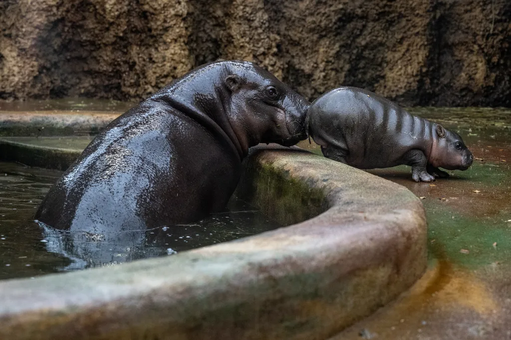 Délka těla dospělého jedince se pohybuje mezi 1,5–2 m, hmotnost mezi 160 – 270 kg