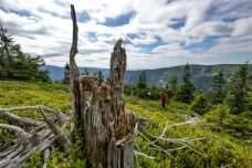 Klimatická změna sune stromy v Krkonoších vzhůru. Poškozuje to unikátní ekosystém z doby ledové