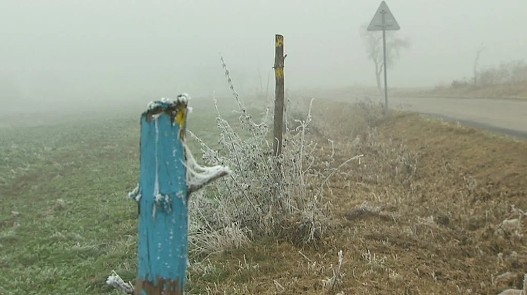 Zbytky zničených stromků