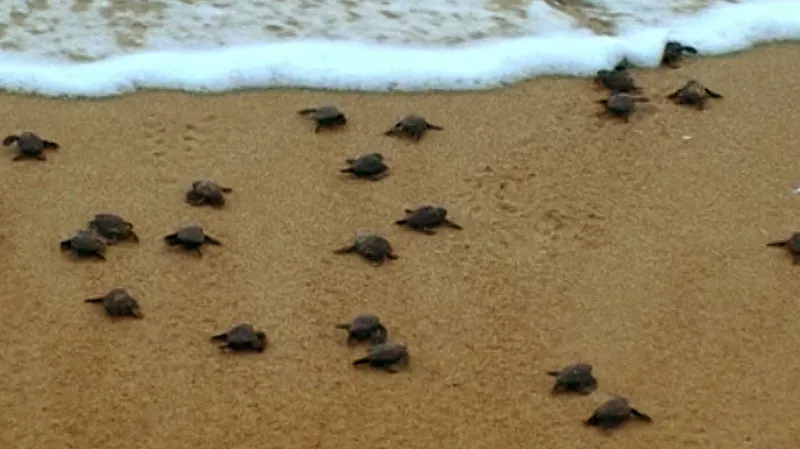 Malé karety na pláži Al Mansúrí