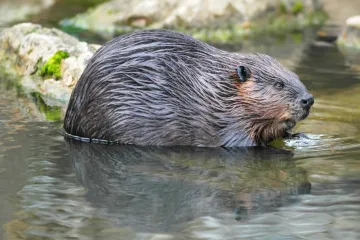 Stromy u Znojma vypadají jako zrovna ořezané tužky. Ničí je bobr