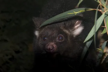 Biologové odhalili dva nové druhy australských vačnatců. Umí plachtit vzduchem až sto metrů