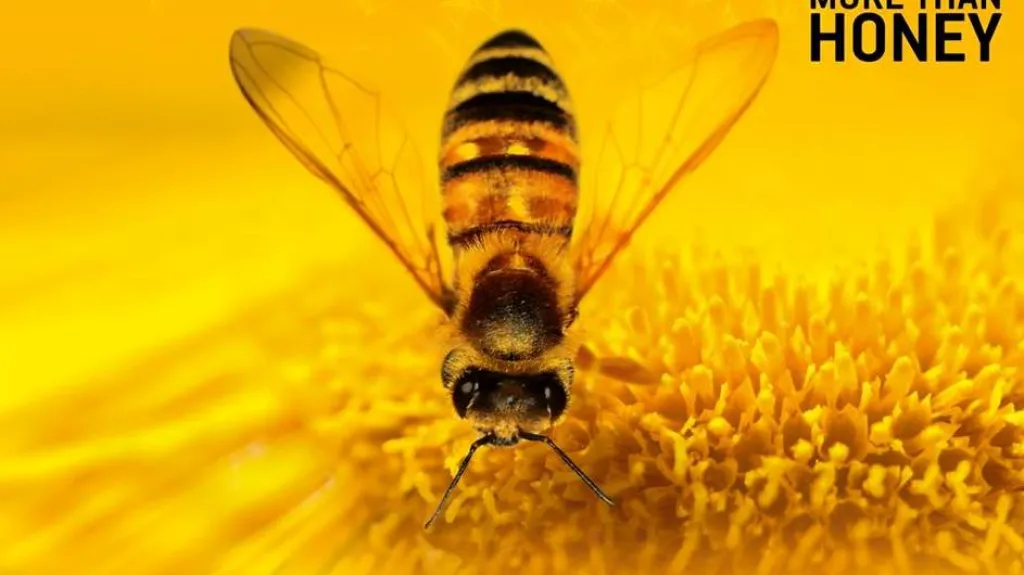 More than Honey