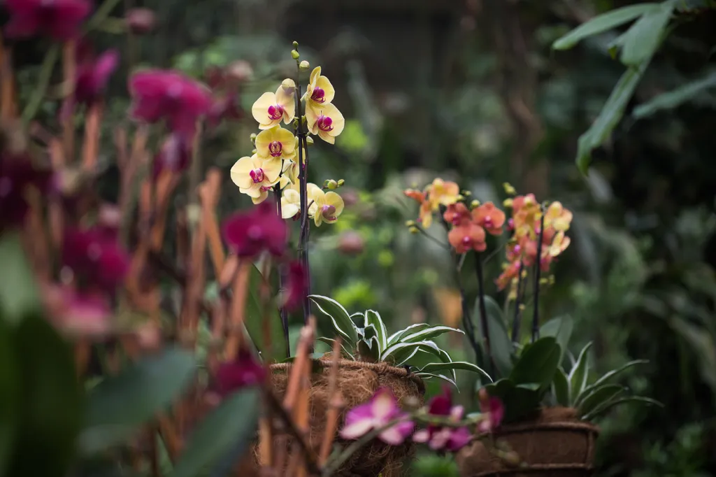 Výstava orchidejí v pražské botanické zahradě