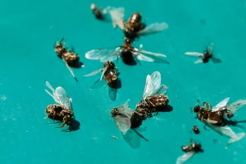 Hmyz podle nejnovějších výzkumů vymírá nebývalou rychlostí