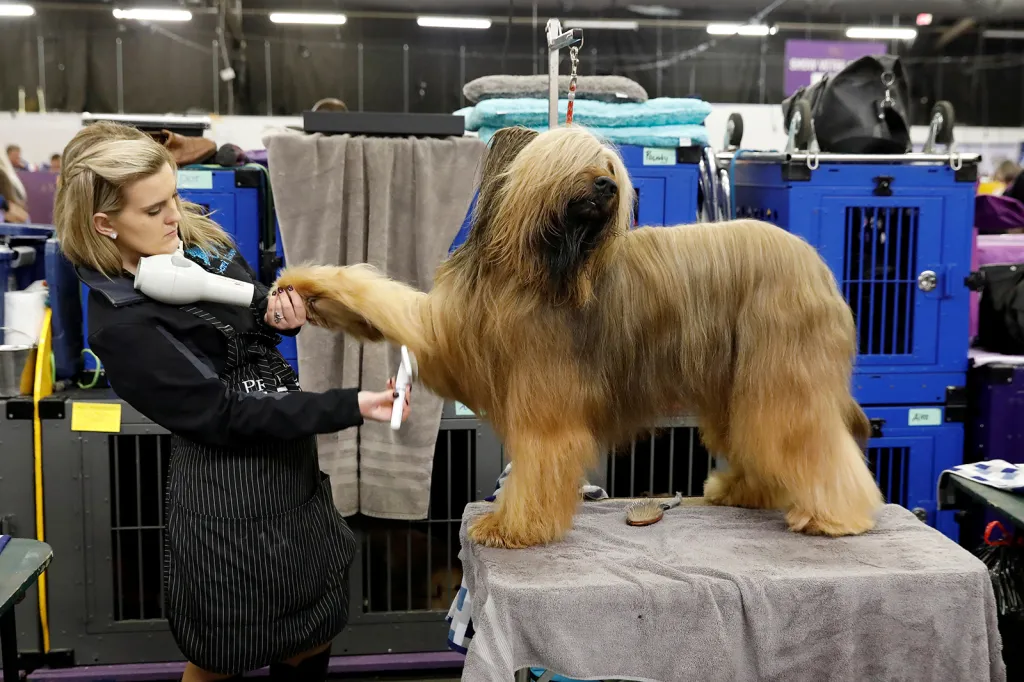 Briard jménem Jambo se nechává opečovávat a česat během psí soutěže krásy v neworském klubu Westminster Kennel