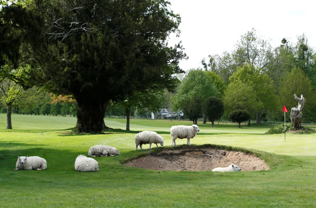 Ovcím z britského města Avington zachutnala tráva v místním golfovém klubu