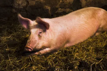Řetězce preferují levné vepřové z ciziny, českým chovům prasat hrozí zavírání