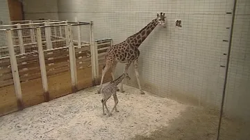 Mládě žirafy Rotschildovy s matkou