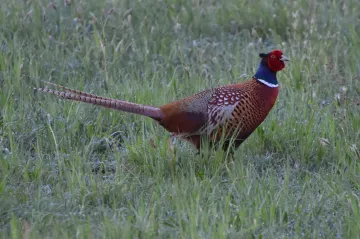 V chovu bažantů na Hodonínsku zjistili veterináři ptačí chřipku
