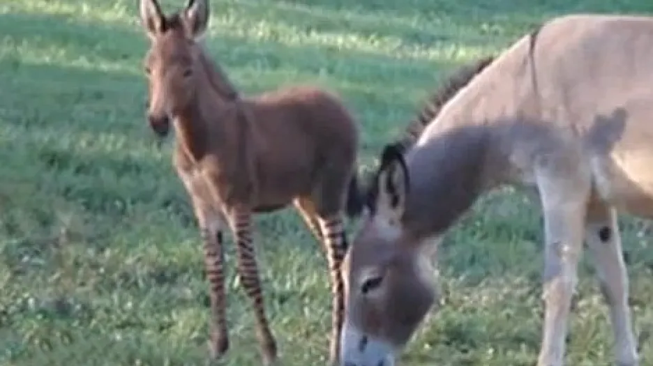 Kříženec osla a zebry se svou matkou