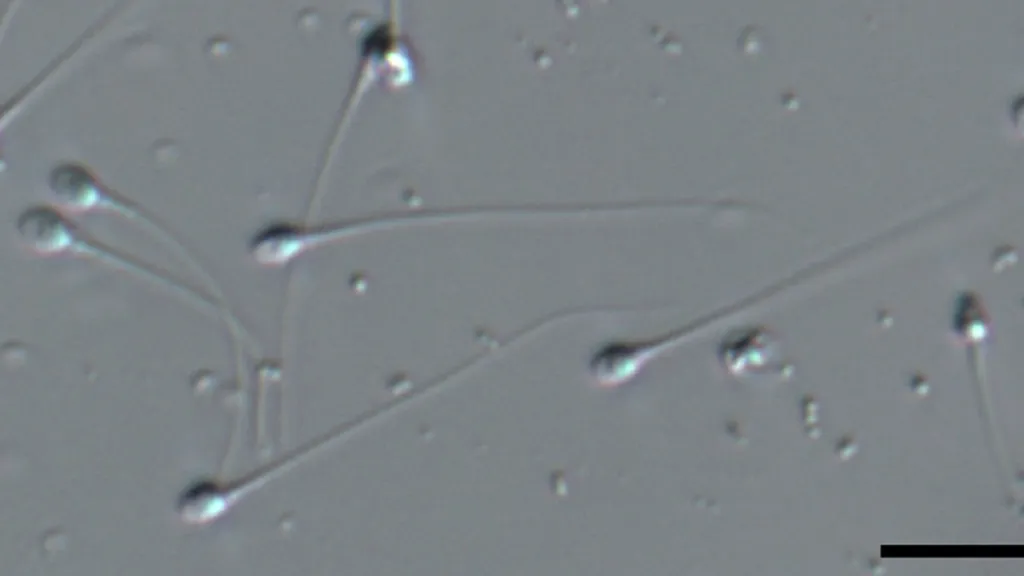 Spermie pod mikroskopem