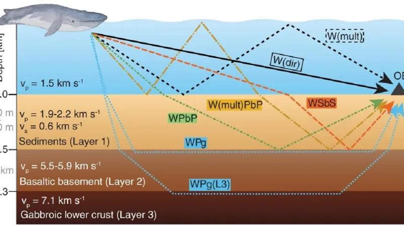 Plejtvák jako měřící stanice
