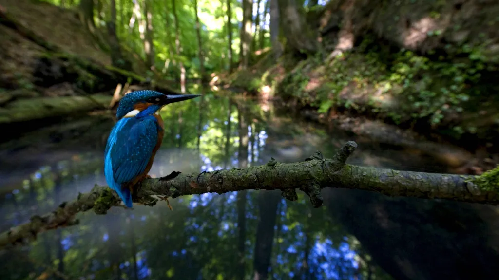 Ledňáček říční