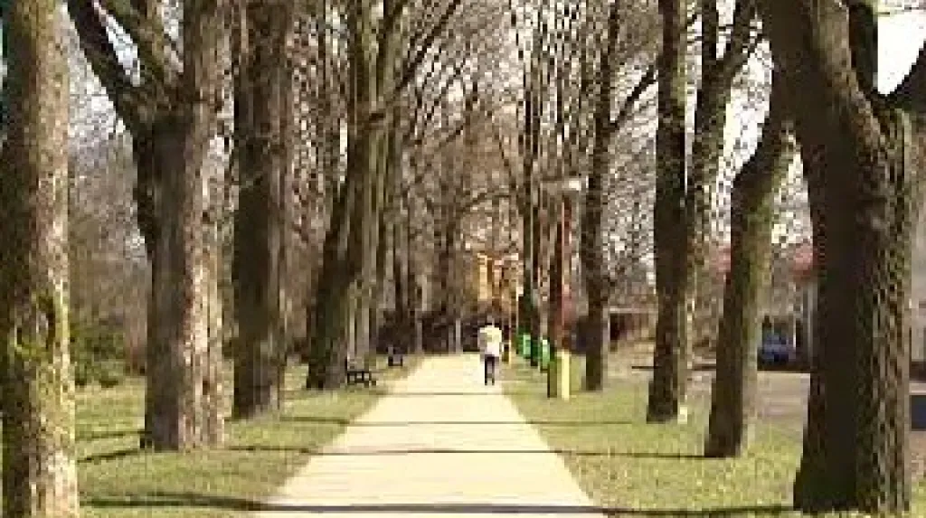Javorová alej