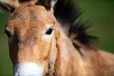 Koně Převalského z pražské zoo najdou nový domov v Kazachstánu