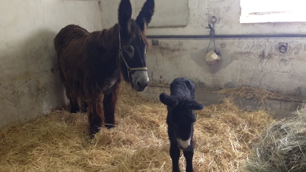 Ve vyškovském zooparku se narodilo mládě osla poitouského