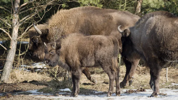 Mládě zubra narozené u Benátek nad Jizerou