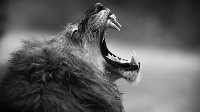 Kruger National Park v jižní Africe. Jeden ze čtyř členů lví smečky, která po noční štvanici uhnala slona.