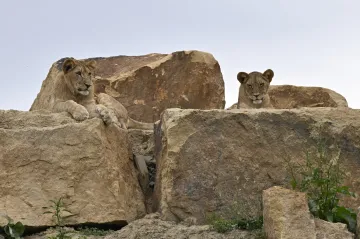 Zlínská zoo otevře první centrum pro záchranu lvů v Česku