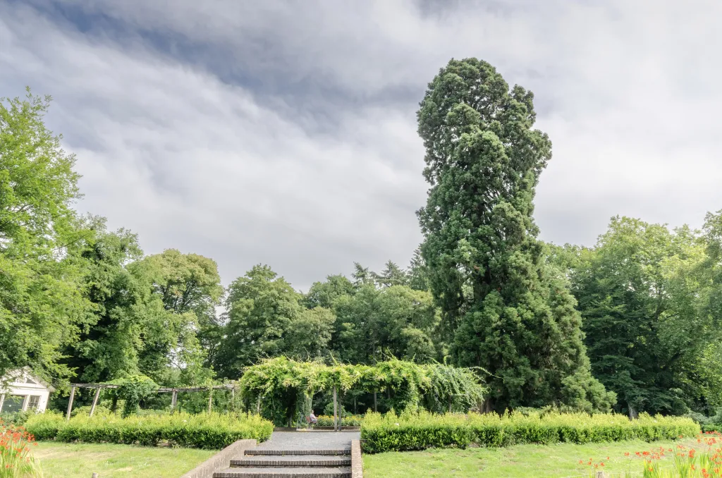Sekvojovec obrovský v Ledeboerparku (Nizozemí)