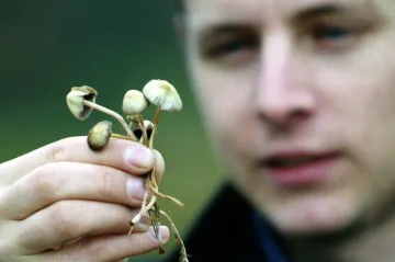 Lysohlávky mohou pomoci proti depresi, osvobodí mozek ze zajetých kolejí, ukázala studie