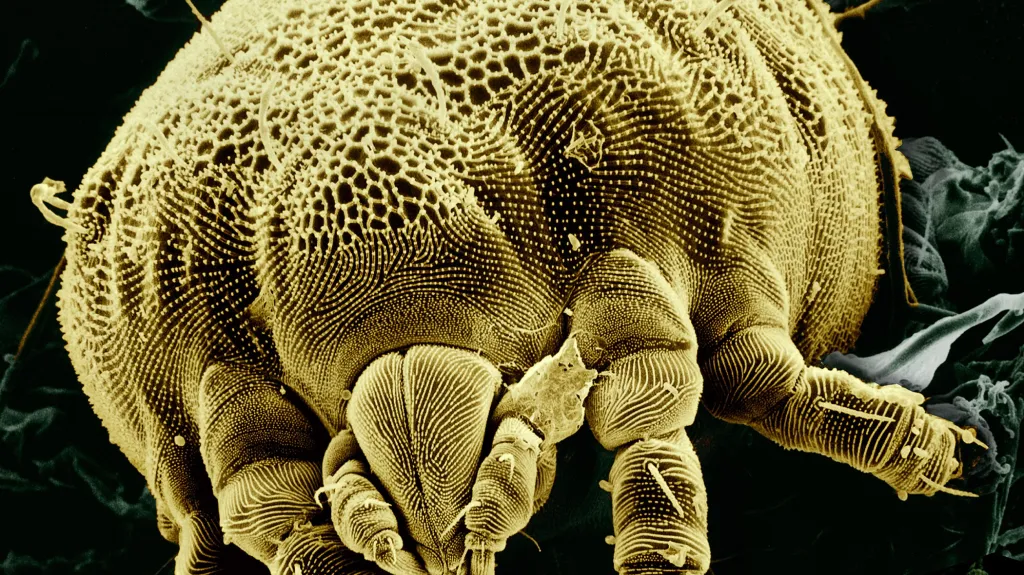 Mimozemsky působí i pavoukovec Lorryia formosa pod mikroskopem
