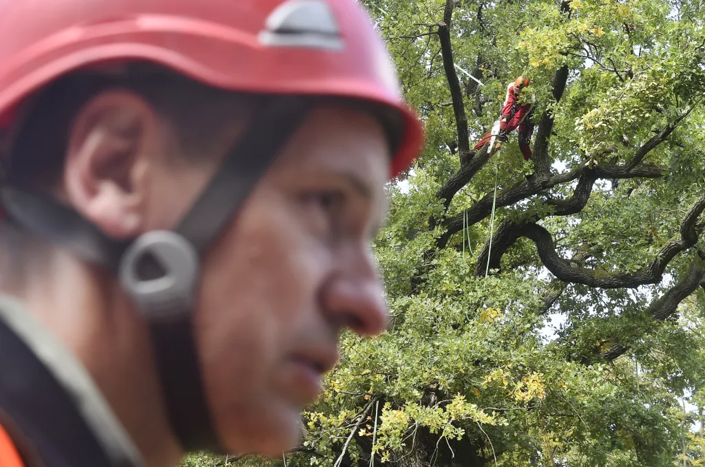 V Náměšti nad Oslavou odborníci opět ošetřili Žižkův dub starý přes devět set let