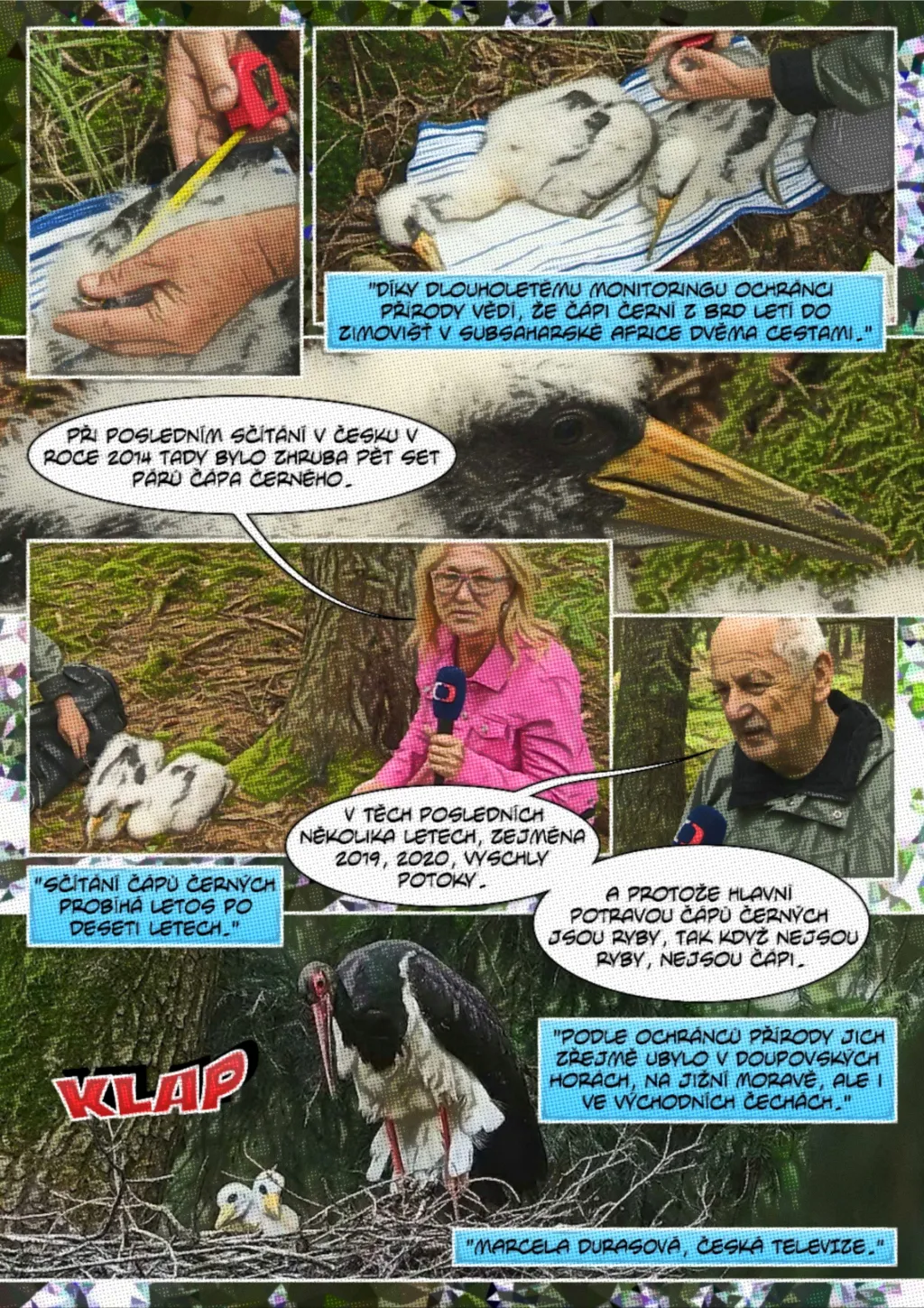 Ornitologové kroužkují čápy černé