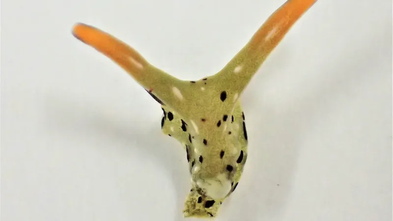 Žijící hlava plže Elysia cf. marginata