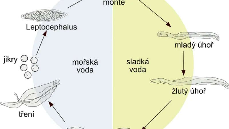 Životní cyklus úhoře