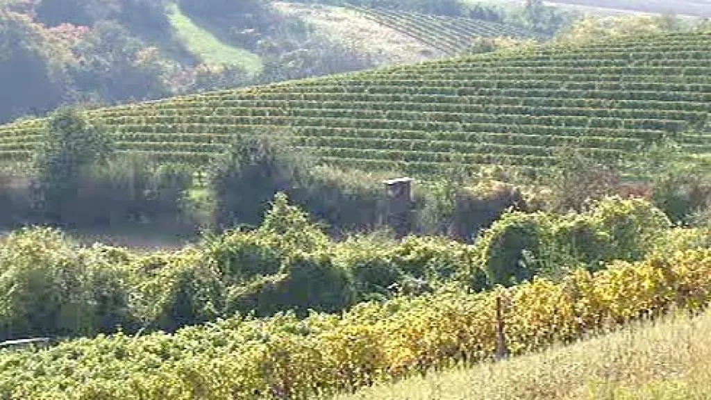 Vinice