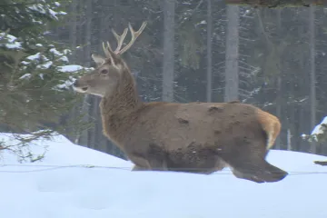 Místo popravy čeká jelena Standu stádo laní v Lánské oboře