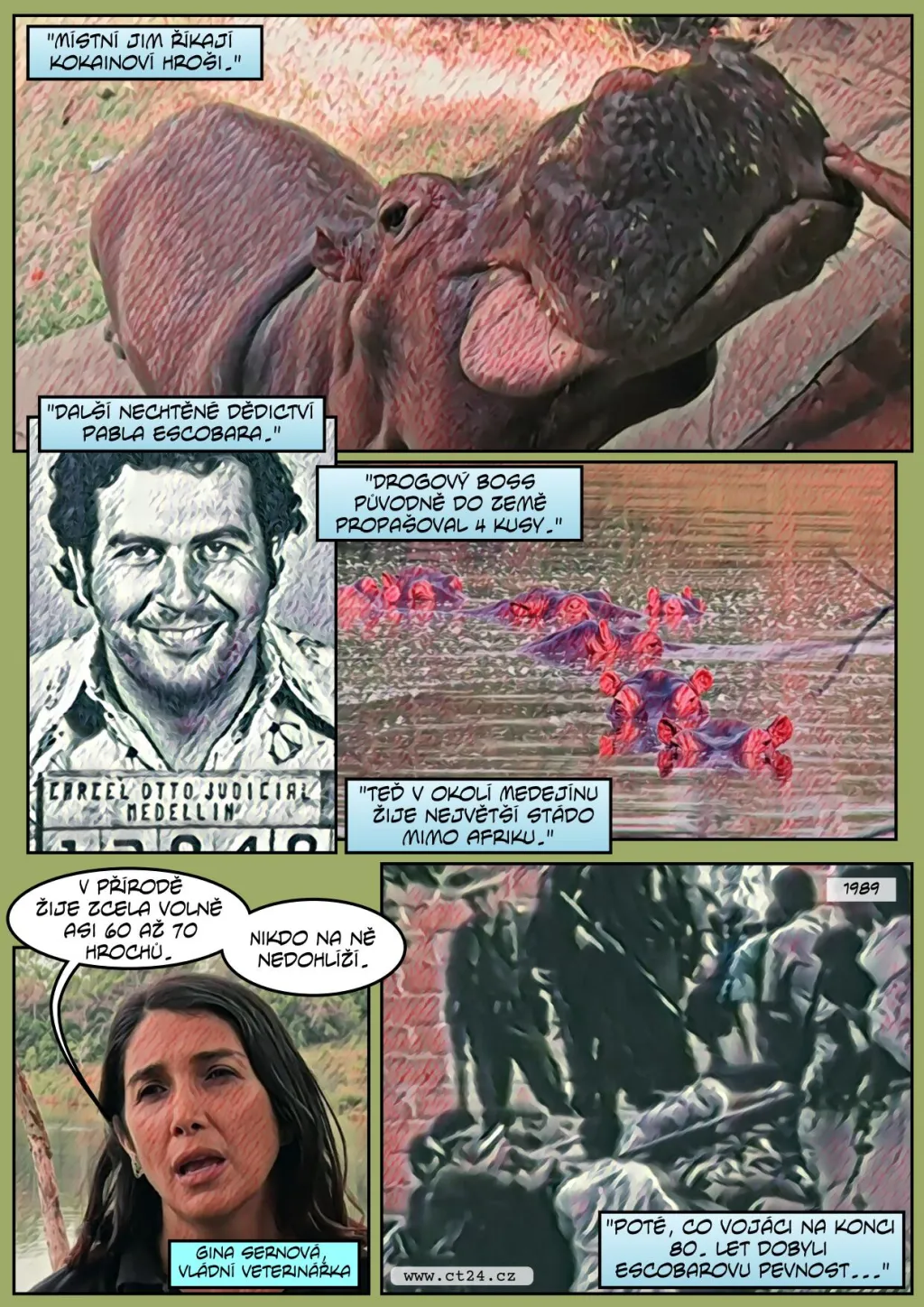Po Kolumbii volně pobíhají afričtí hroši