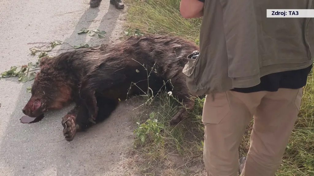 U obce Sučany na severozápadním Slovensku zastřelil muž medvěda