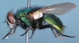 Bzučivka zelená - moucha s léčivými schopnostmi