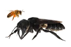 Vědci našli v Indonésii největší včelu světa. Má kusadla jako roháč 