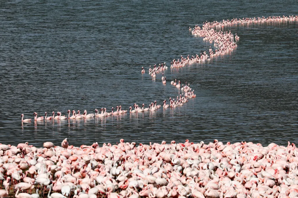 Plameňáci na jezeru Bogoria