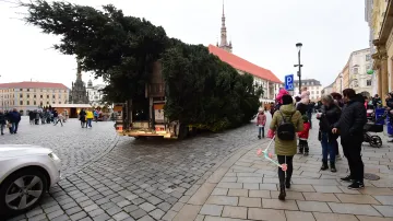 Vánoční strom před usazením na Horním náměstí v Olomouci