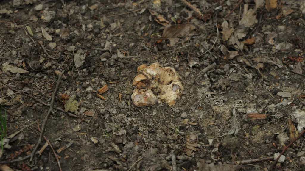 Bělolanýž obecný, který na Znojemsku našel Radomír Němec