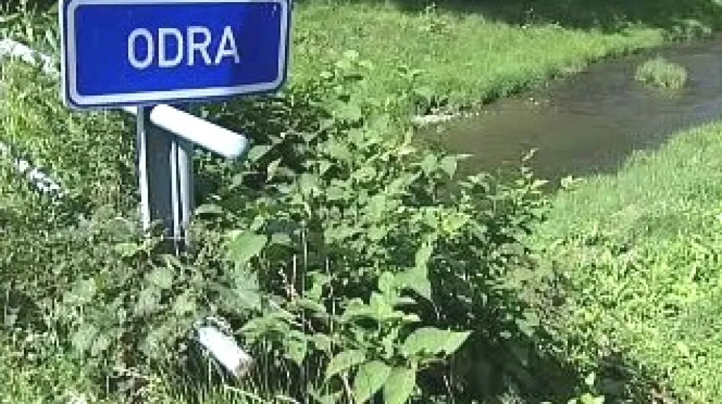 Křídlatka na břehu Odry