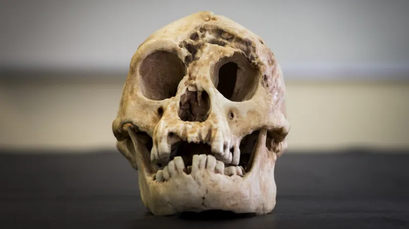 Homo floresiensis