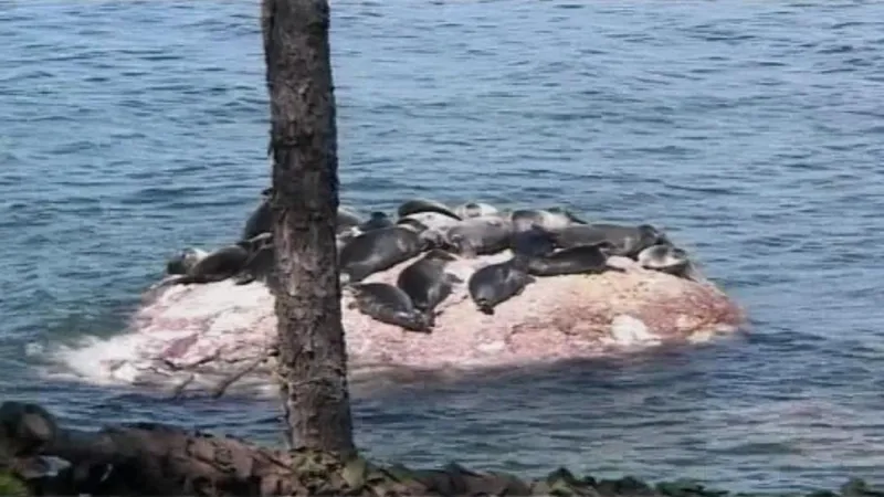 Vyhřívající se tuleni na břehu Bajkalu