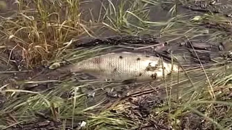 Znečištění způsobuje úhyn ryb